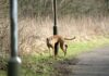 Donegal Town Rugby club's plea as Dog fouling increases