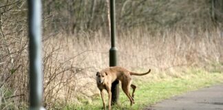 Donegal Town Rugby club's plea as Dog fouling increases