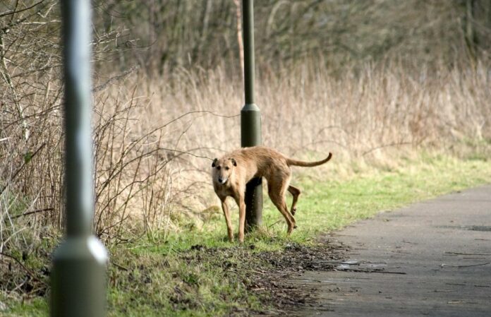 Donegal Town Rugby club's plea as Dog fouling increases