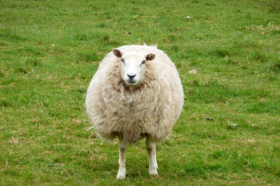 ScotRail said sheep have managed to get on the line at Larbert