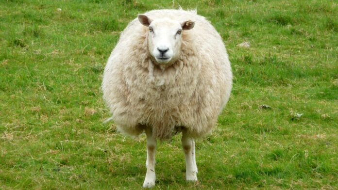 Rail chaos for rugby fans as Glasgow to Edinburgh line disrupted due to trespassing SHEEP