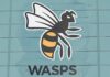 Wasps