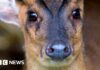 Deer hits rugby player in Aylesbury v Marlow match