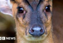 Deer hits rugby player in Aylesbury v Marlow match