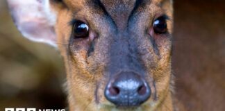 Deer hits rugby player in Aylesbury v Marlow match