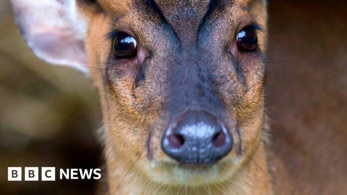 Deer hits rugby player in Aylesbury v Marlow match