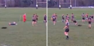 'Oh deer' - Rugby player 'wiped out' by animal in club match : Planet Rugby