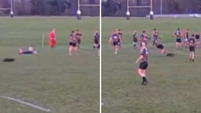 'Oh deer' - Rugby player 'wiped out' by animal in club match : Planet Rugby