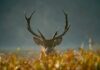 Rugby player tackled during match by invading deer