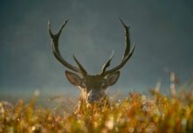 Rugby player tackled during match by invading deer