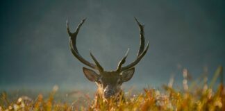 Rugby player tackled during match by invading deer