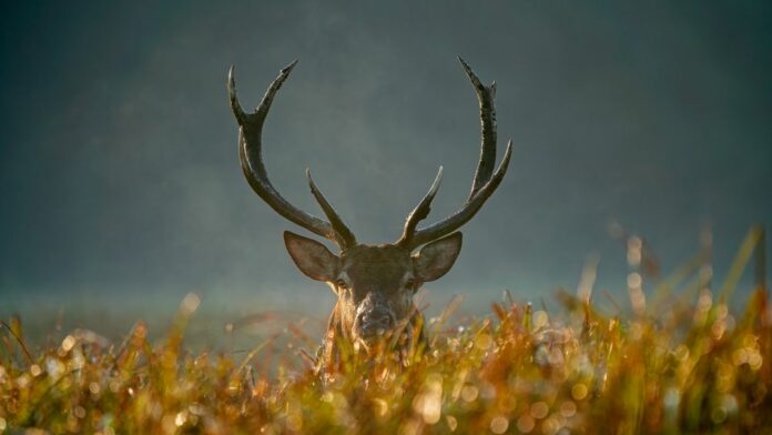 Rugby player tackled during match by invading deer