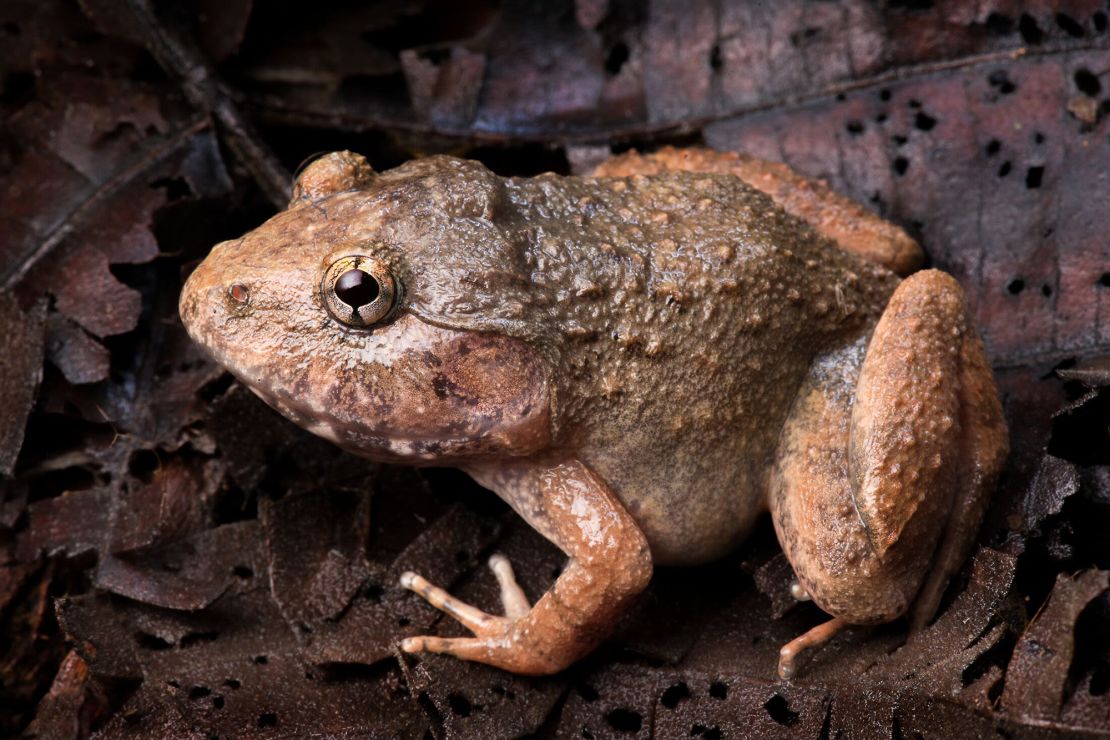 Annam wart frog.