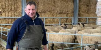 'I won the Rugby World Cup with England - now I farm with 600 sheep' | Rugby | Sport